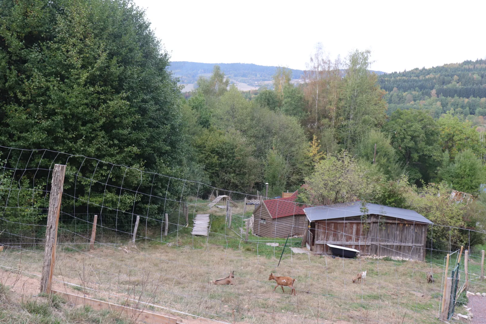 Kota en lisière chez Iris et Judith, Ban-sur-Meurthe-Clefcy : image 5