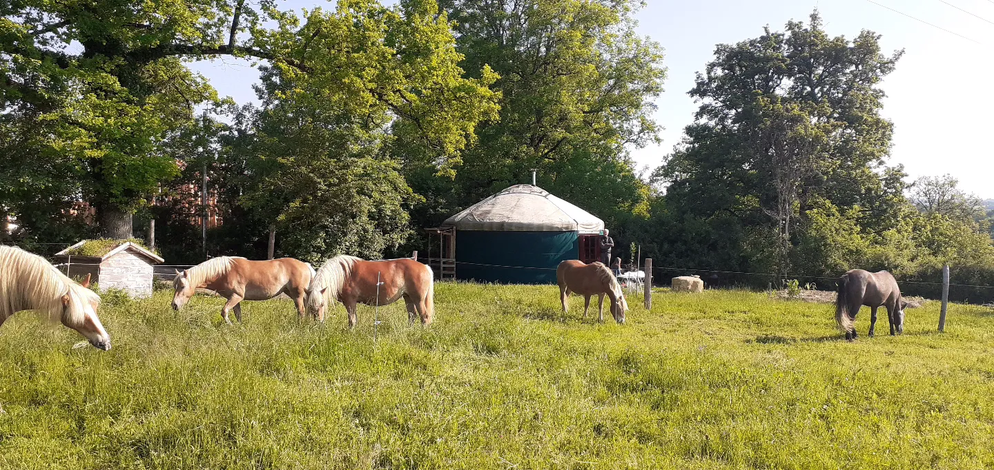 La Jumenterie du Pech Blanc (yourte traditionnelle), Théminettes