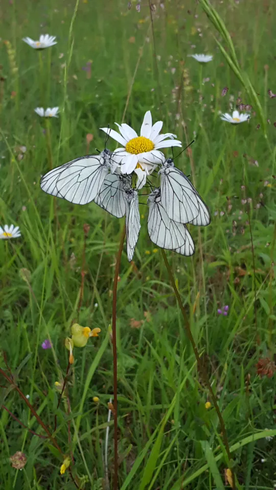 La yourte des paons, Valzin en Petite Montagne : image 2