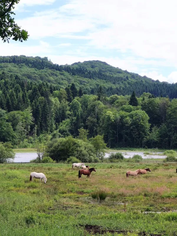 La yourte des paons, Valzin en Petite Montagne : image 3