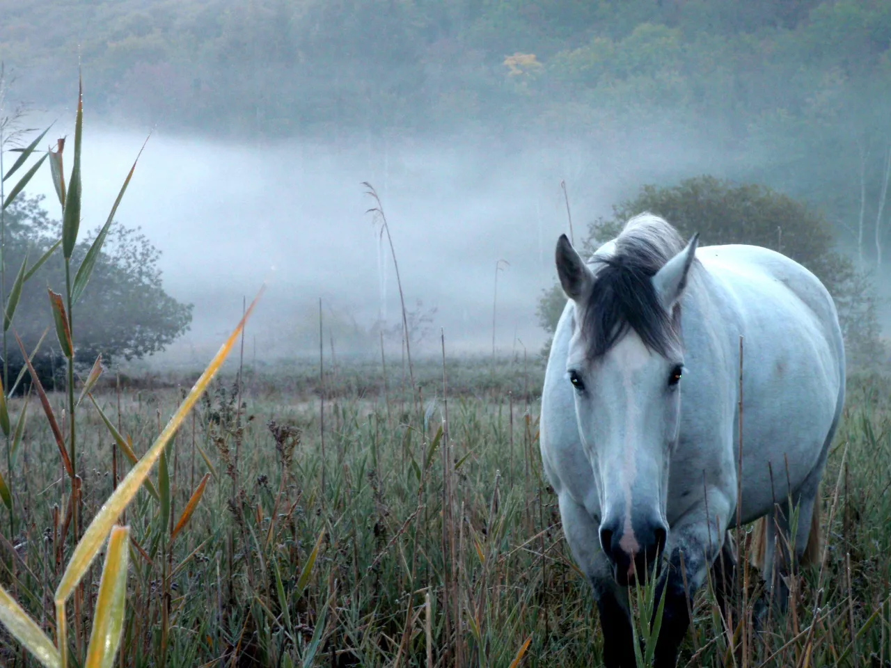 La yourte des paons, Valzin en Petite Montagne : image 4