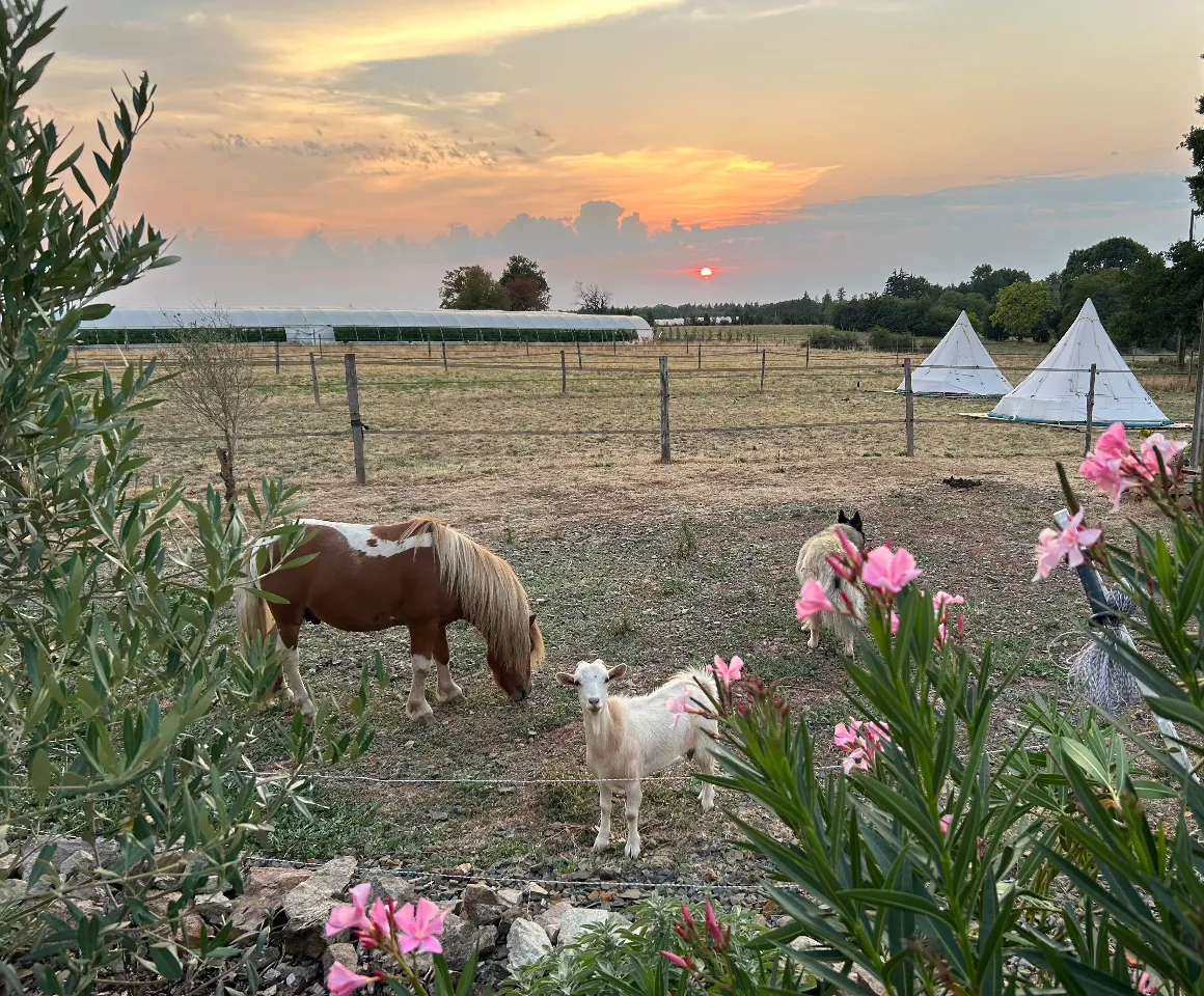Tipis à la ferme de Pearl, Juillac : image 2