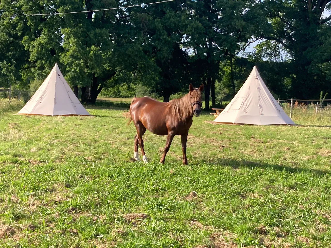 Tipis à la ferme de Pearl, Juillac : image 3