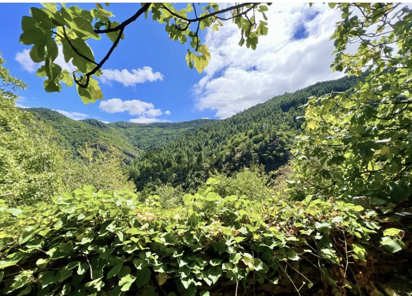 Yourte Cévennes des Masades, Malons-et-Elze : image 4