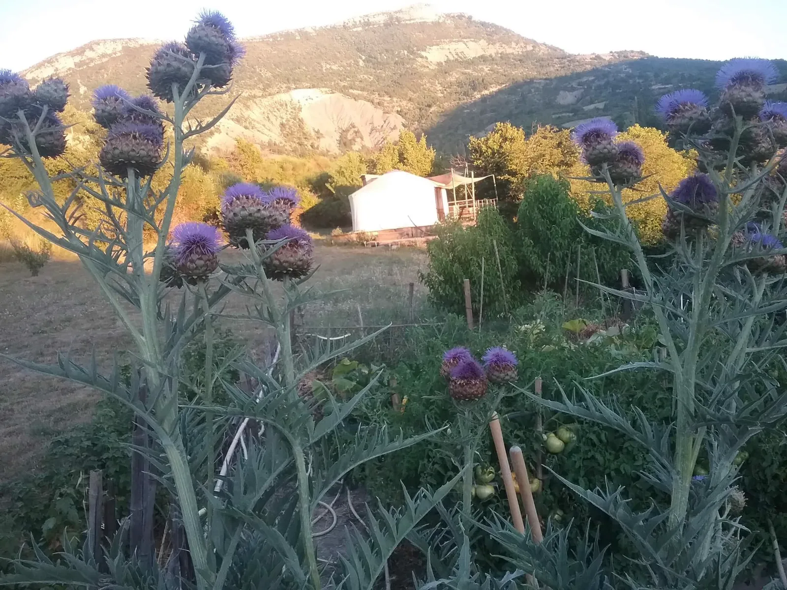 La Yourte des Abeilles, La Roche-sur-le-Buis : image 3