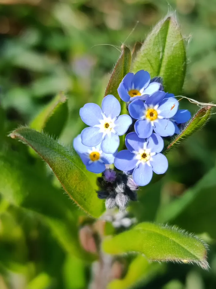 Yourte du geai bleu, Trébédan : image 3