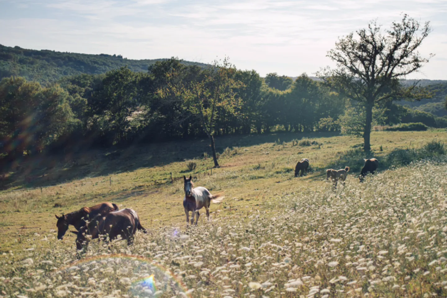 Yourte du Ranch des Mearas, Saint-Mesmin : image 4